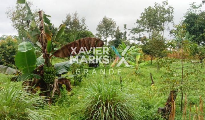 Dijual Tanah Luas Di Pandansari Poncokusumo Malang 1