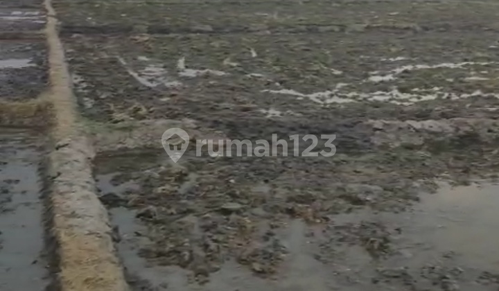 Industrial Land in the Red Zone Near Sragen Toll Exit Area Industrial Land in the Red Zone Near Sragen Toll Exit Area