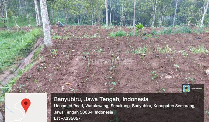 Tanah SHM di Banyubiru Kab Semarang 7