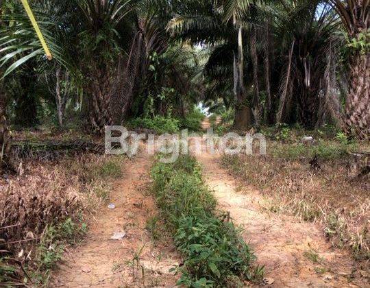 LAHAN IKN BERSERTIFIKAT KEBUN SAWIT PRODUKTIF 1