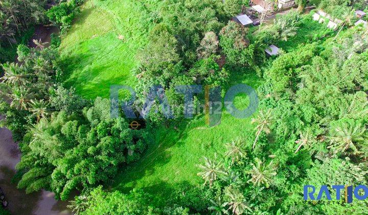 Dijual Tanah Global Pinggir Sungai Dekat Bali Zoo Gianyar 4