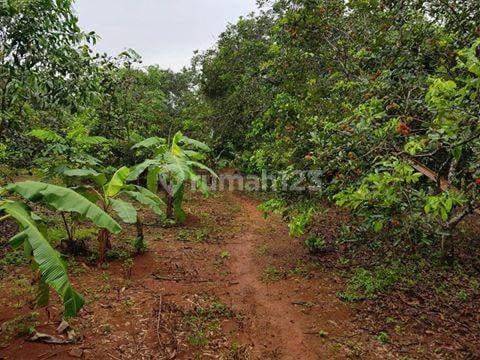 Dijual Tanah Kebun di Desa Sindanng Reret Dangdeur Purwakarta 2