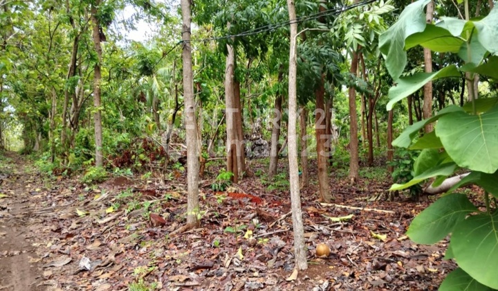 Tanah Karimunjawa, Lingkungan Sekitar Villa/ Hotel Tanah Karimunjawa, Lingkungan Sekitar Villa/ Hotel