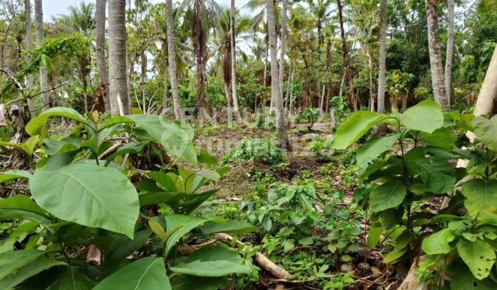 Tanah Karimunjawa, Lingkungan Sekitar Villa/ Hotel Tanah Karimunjawa, Lingkungan Sekitar Villa/ Hotel