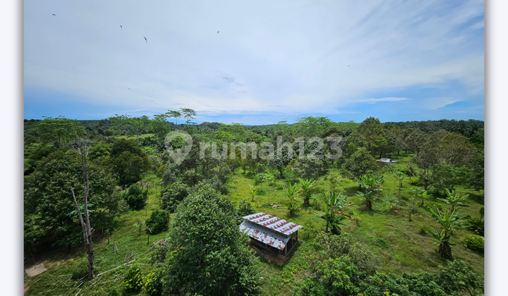 Jual Tanah Daerah Besitang Sekoci Di Kelilingi Kebun Sawit Langkat 2