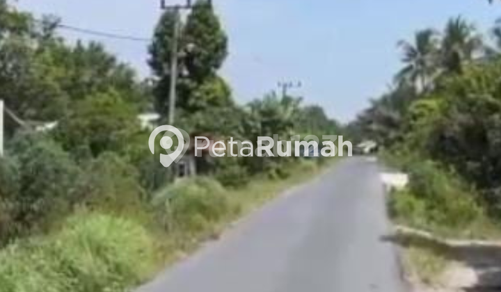 DIJUAL TANAH JALAN DESA PEMATANG KUING - DAERAH SERDANG BEDAGAI DIJUAL TANAH JALAN DESA PEMATANG KUING - DAERAH SERDANG BEDAGAI