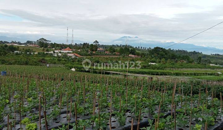 Tanah kebun. 70000 m².  2