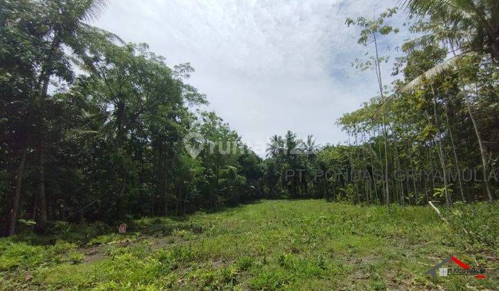 Klasih Jawa Dalam Cluster Di Krembangan Panjatan Kulonprogo 3