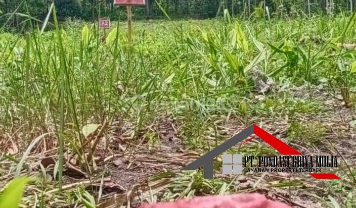 Etnik Jawa di Kulon Progo Dekat Bandara Yia View Pedesaan Asri 4