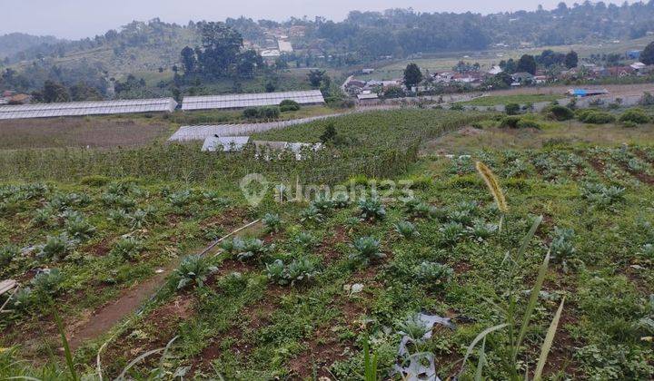 Tanah Strategis Cipada Bandung Barat Cocok Investasi Kebun 4