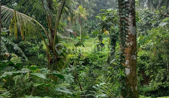 Cheap Land For Sale in Manuaba Kenderan Bali