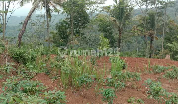 For Sale Cheap Large Garden Land in Cikoneng Ciamis For Sale Cheap Large Garden Land in Cikoneng Ciamis