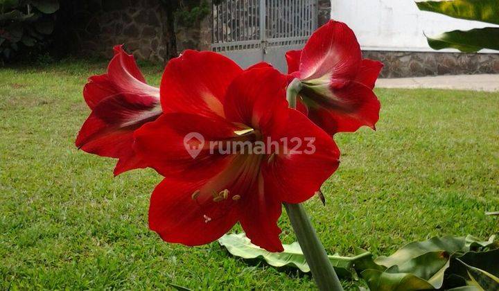 Rumah Villa Cantik Sejuk di Jalan Raya Maribaya Lembang Bandung 2