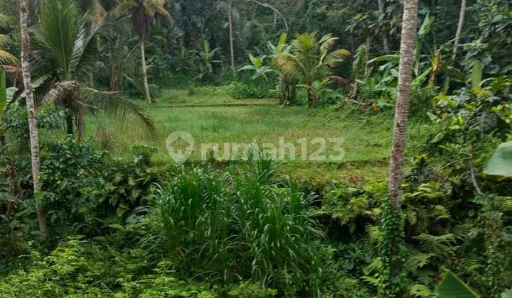 Cheap Land For Sale in Manuaba Kenderan Bali