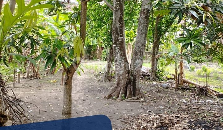 Tanah di Banguntapan bisa untuk Kavlingan Dekat Terminal Giwangan Tanah di Banguntapan bisa untuk Kavlingan Dekat Terminal Giwangan