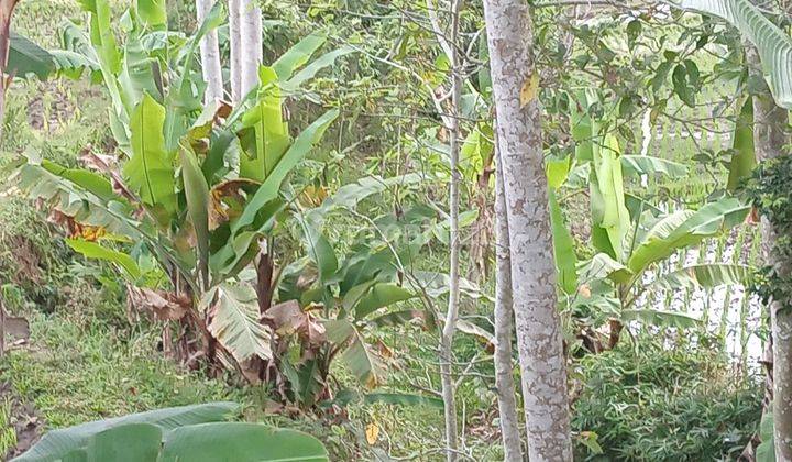 Di Jual Cepat Sawah & Kebun Pinggir Jalan Di Daerah  Carulang blok Cilengkeng 2