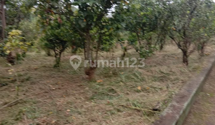 MURAH BU, Tanah Dijual Luas 2500 Kintamani Bali Bangli 2