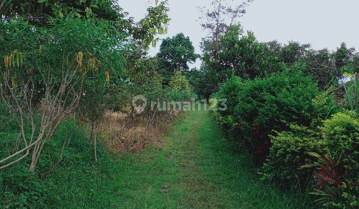 VILLA BANDUNGAN, TENANG, SEJUK DI TENGAH KEBUN YANG HIJAU LUAS. 2