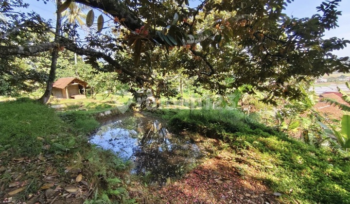 Kebun Durian Dijual Di Leuwiliang Bogor 5ha Siap Panen Harga Nego Kebun Durian Dijual Di Leuwiliang Bogor 5ha Siap Panen Harga Nego