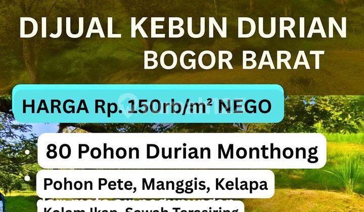 Kebun Durian Dijual Di Leuwiliang Bogor 5ha Siap Panen Harga Nego Kebun Durian Dijual Di Leuwiliang Bogor 5ha Siap Panen Harga Nego