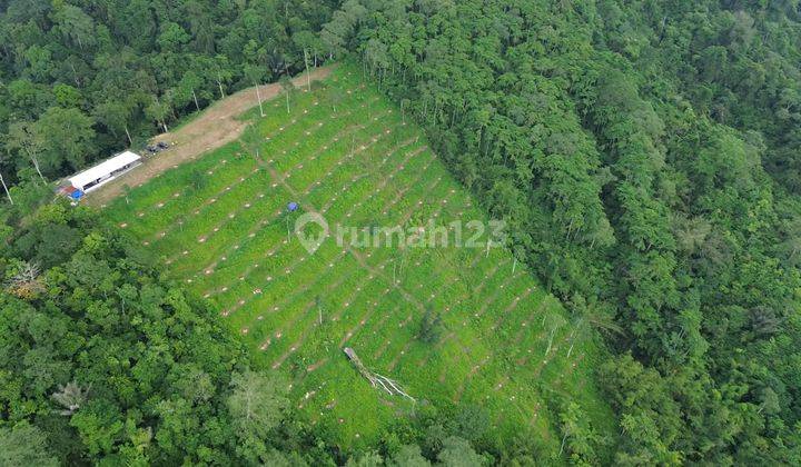 For Sale Di Penebel, Tabanan *investasi Kavling Durian Premium* 1