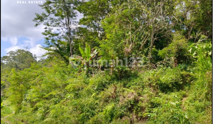 Tanah Dijual Cepat Di Petang Harga Murah Tanah Dijual Cepat Di Petang Harga Murah