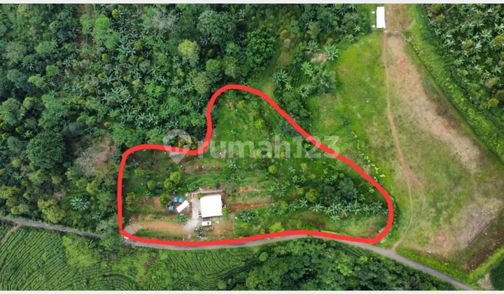 Jual Tanah + Bangunan Villa dan Kebun Durian di Desa Jolotigo Daerah Talun Kab. Pekalongan Jawa Tengah