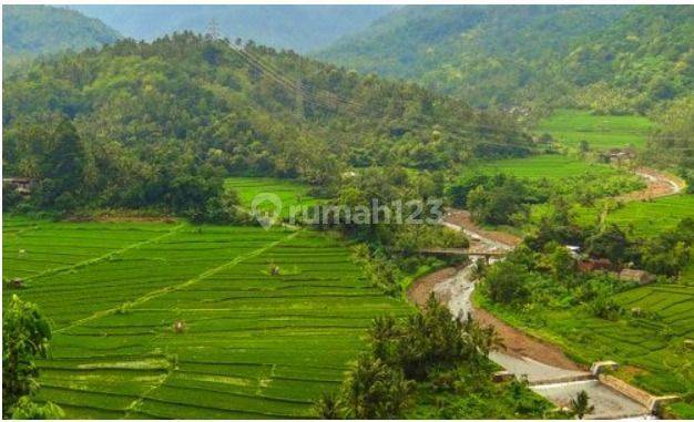 Terraced Rice Fields on Jl. Raya Subuk, Buleleng, Bali 2