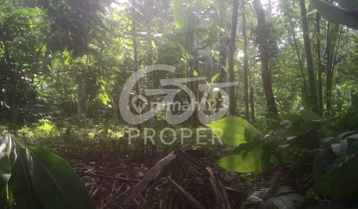 Tanah Dijual di Sukorini Klaten Jawa Tengah 2