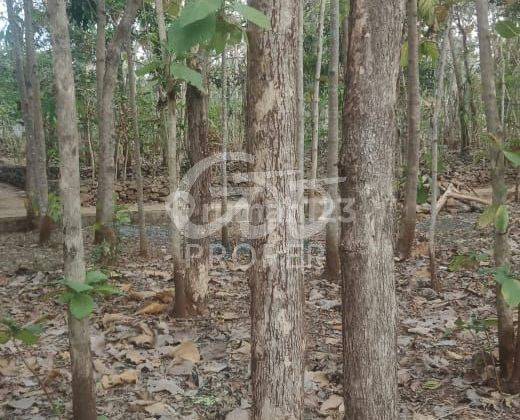 Jual Murah Tanah 1809 m2 SHM di Paliyan, Gunung Kidul 2