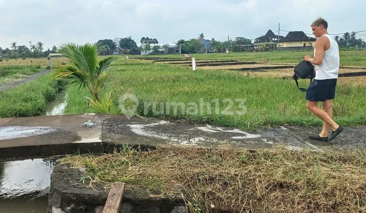 Sewa Tanah SHM 1950 M2 Lebar Depan 14 Meter di Tabanan Bali