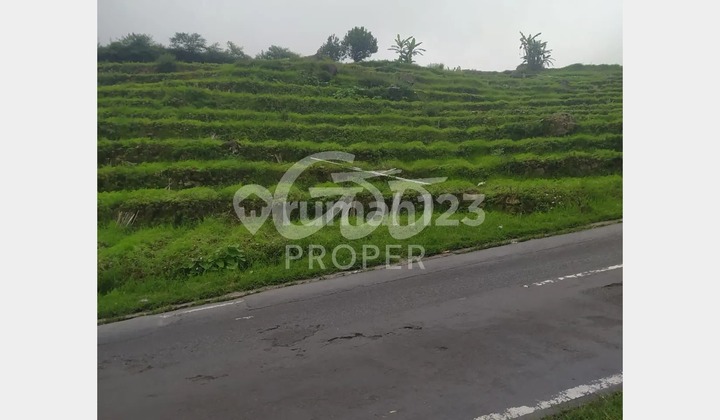 Land for Sale (Suitable for Business) in Kejajar, Wonosobo, Central Java Land for Sale (Suitable for Business) in Kejajar, Wonosobo, Central Java