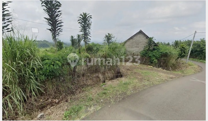 Selling Land and 1200 Orange Trees in Supiturang Area, Karang Ploso Bocek District, East Java