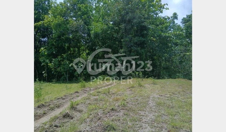 Jual Tanah di Gn Gajah Kec. Bayat Kab. Klaten Jawa Tengah Jual Tanah di Gn Gajah Kec. Bayat Kab. Klaten Jawa Tengah