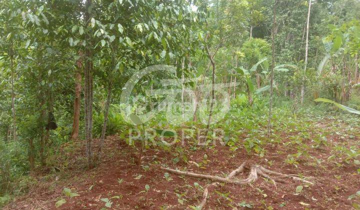 Tanah  Dijual Murah di Jl Doga Nglanggeran Patuk Gunung Kidul  2
