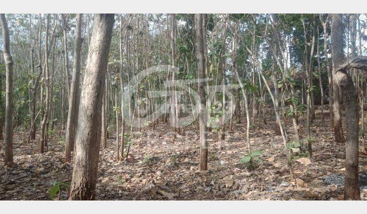 Jual Murah Tanah 1809 m2 SHM di Paliyan, Gunung Kidul 1