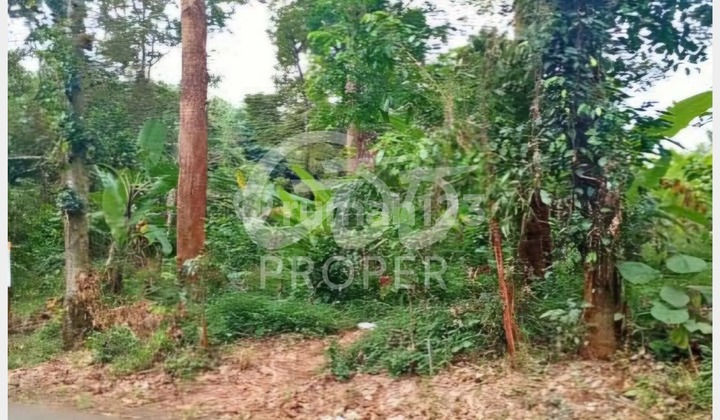 Jual Tanah Nol Jalan di Wonoplumbon Wonolopo Daerah Mijen Kota Semarang Jawa Tengah 1