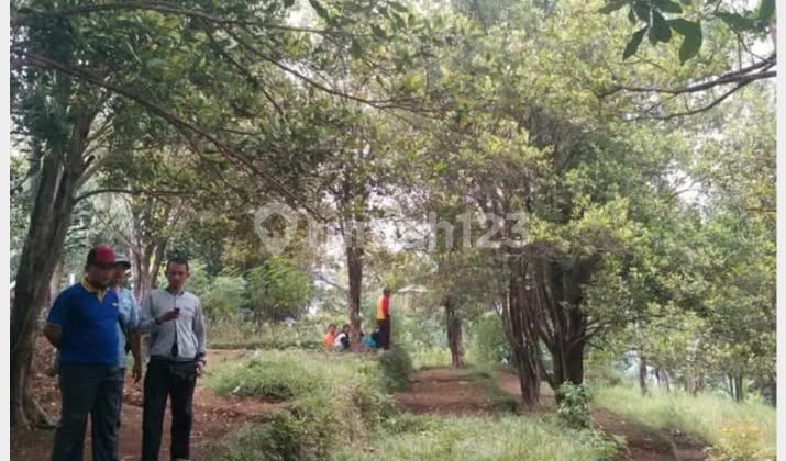 Jual Tanah Desa Gambuhan Pulosari Pemalang Jawa Tengah Jual Tanah Desa Gambuhan Pulosari Pemalang Jawa Tengah