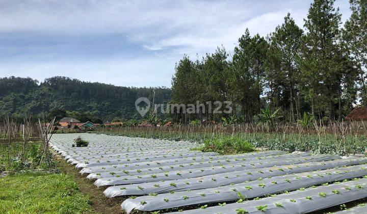 Dijual Cepat Tanah Kavling Cocok Untuk Perumahan Atau Perkebunan 1