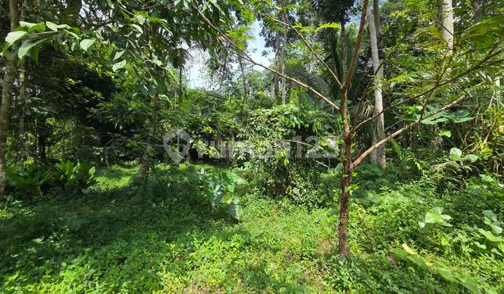 Tanah Luas Siap Pakai di Petet Gading Tuntang 1