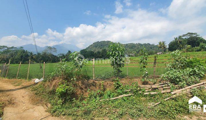 Tanah Sawah Luas Shm Di Labuh Boja Kendal 2