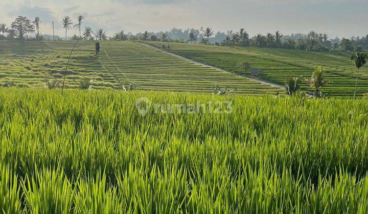 Investasi Tanah View Sawah Selemadeg Tabanan Cocok Untuk Usaha 2