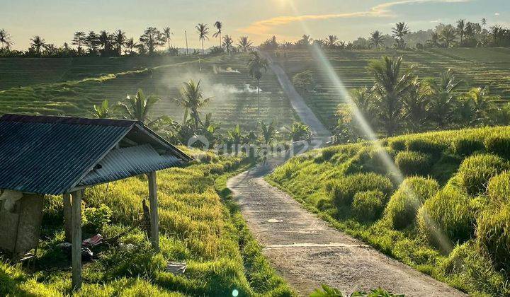 Investasi Tanah View Sawah Selemadeg Tabanan Cocok Untuk Usaha 1