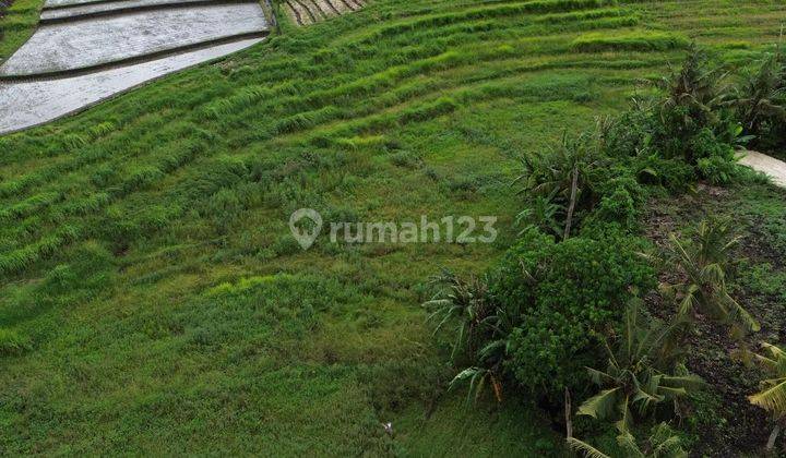 Tanah Start From 1 Are View Sawah Dekat Pantai Kedungu Tabanan 1