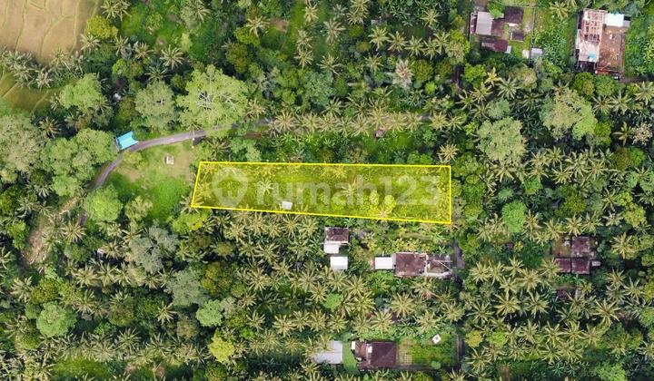 Tanah Murah Kontur Datar Strategis di Payangan Ubud 2