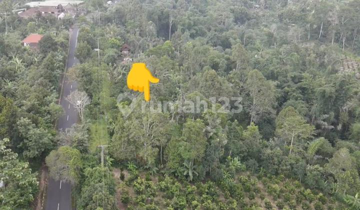 Tanah Komersil 15 Are SHM di Jalan Utama Pelaga Badung Bali