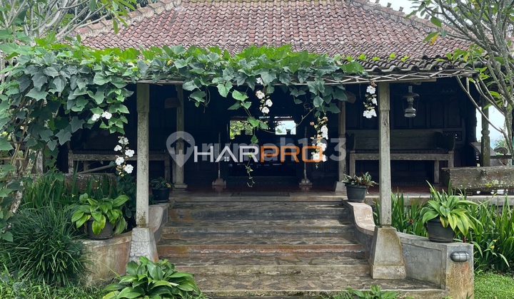 Villa Rumah Jawa Antik Cijeruk Bogor Villa Rumah Jawa Antik Cijeruk Bogor