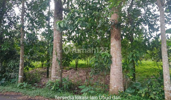 BUC di jual tanah murah pinggir jalan . Sudah berisi pohon jeruk siap panen 2