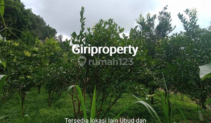 BUC di jual tanah murah pinggir jalan . Sudah berisi pohon jeruk siap panen 4