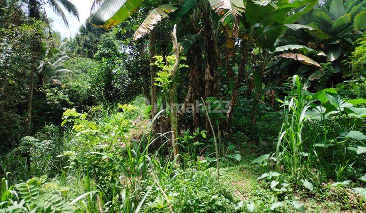 Di jual tanah datar belakang view jungle dan sungai sangat nyaman dan tenang 8